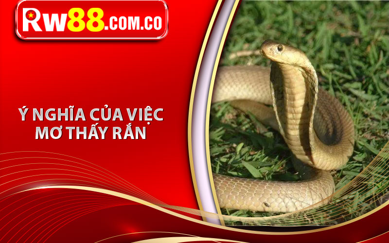 Mơ Thấy Rắn Đánh Con Gì? Giải mã Giấc Mơ Thấy Rắn 5 Ý nghĩa của việc mơ thấy rắn